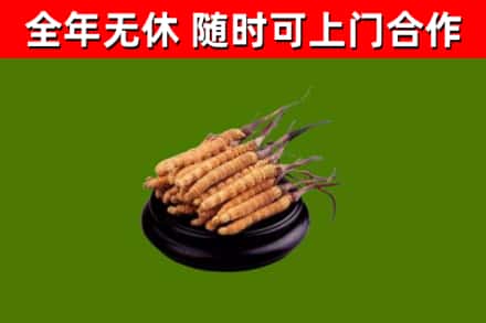 蓝山烟酒回收冬虫夏草.jpg